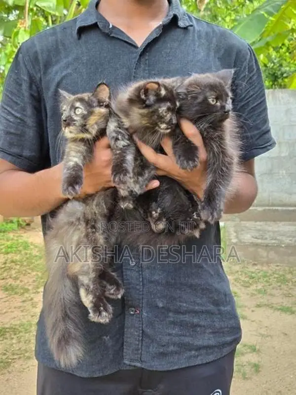 Persian Kitten