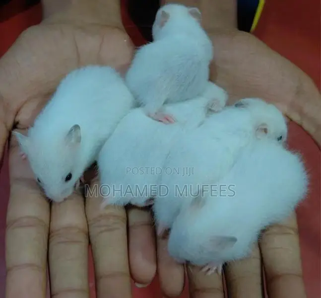 Syrian Teddy Hamster