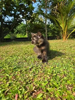 Persian Kitten