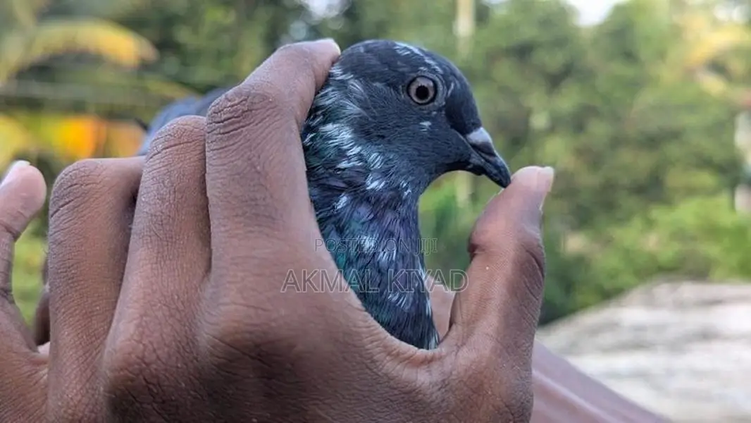 Pigeons