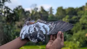 Pigeons