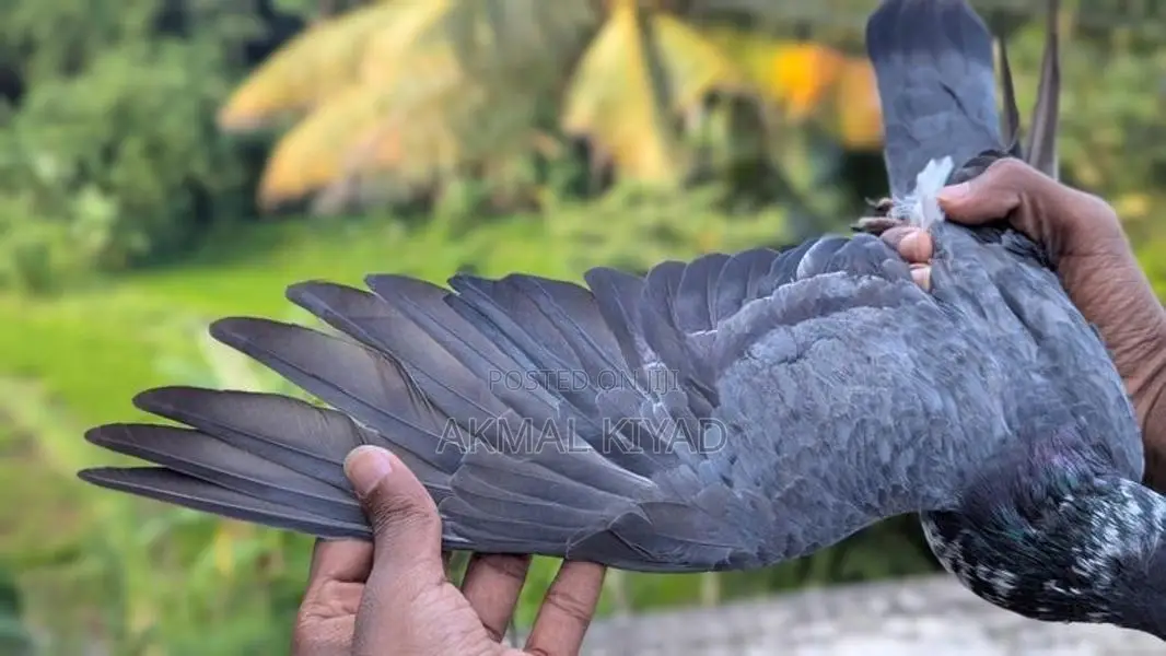 Pigeons