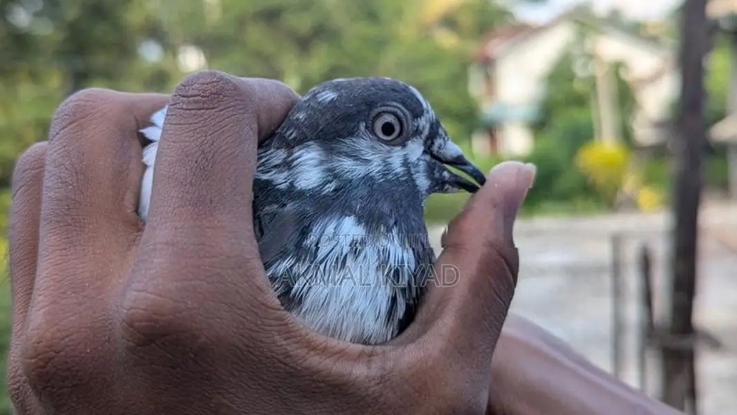 Pigeons