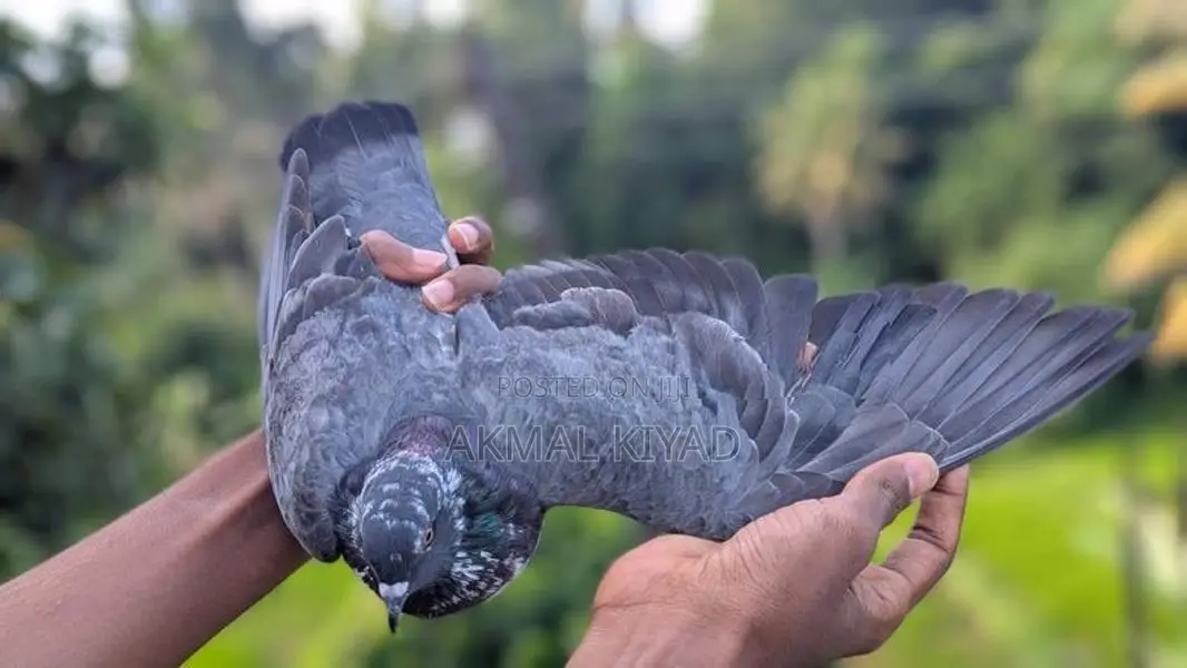 Pigeons