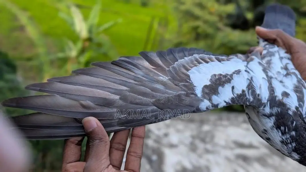 Pigeons