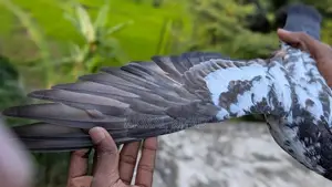 Pigeons