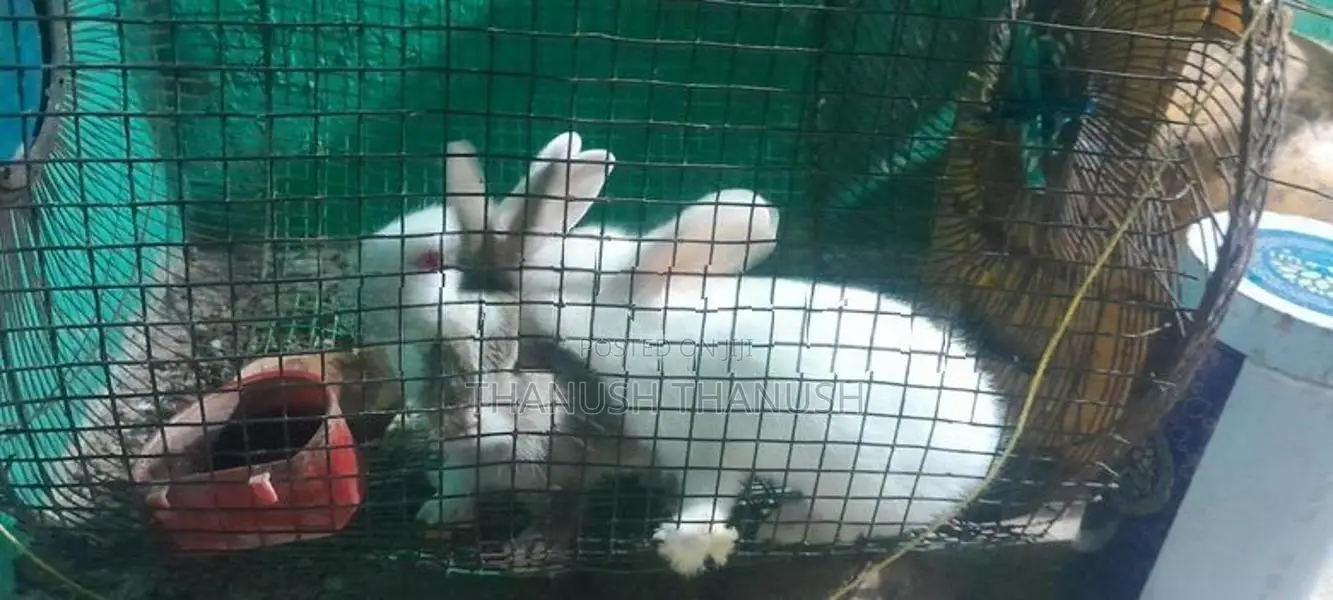 Rabbit