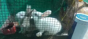 Rabbit