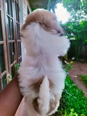Shih Tzu Puppies