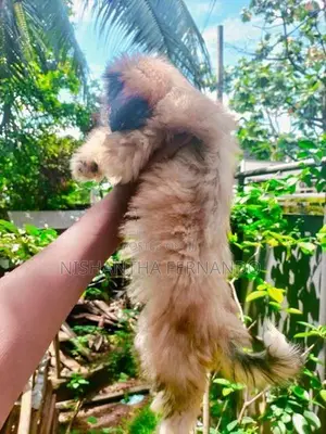 Shih Tzu Puppies