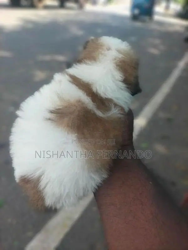 Shih Tzu Puppies
