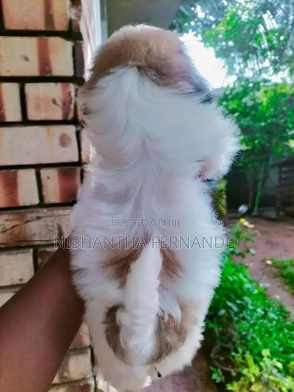 Shih Tzu Puppies