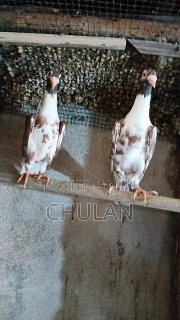 English Carrier Pigeons