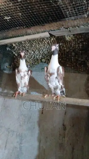 English Carrier Pigeons