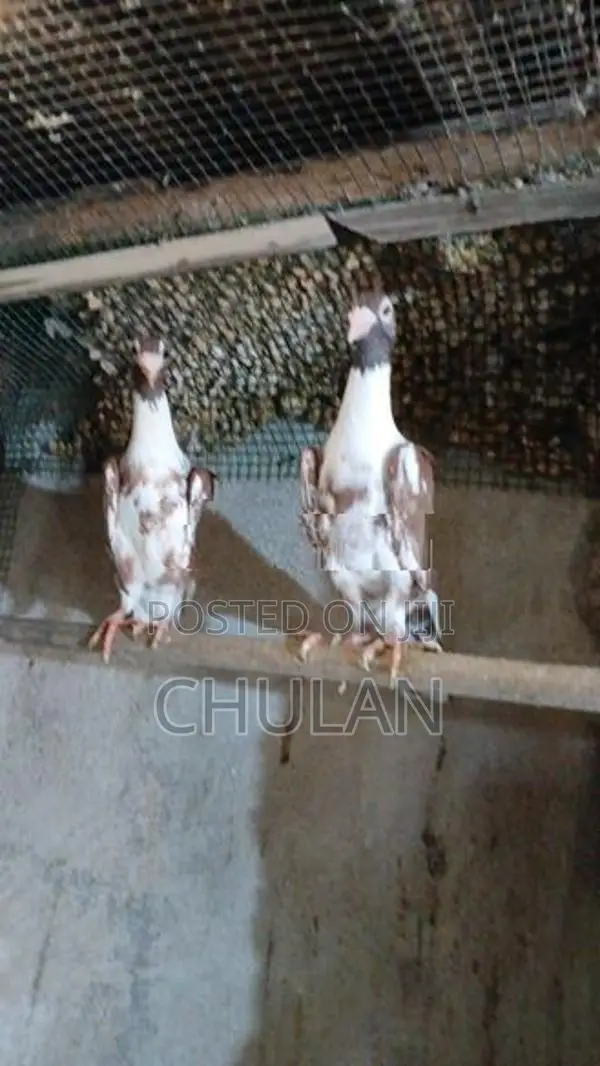 English Carrier Pigeons