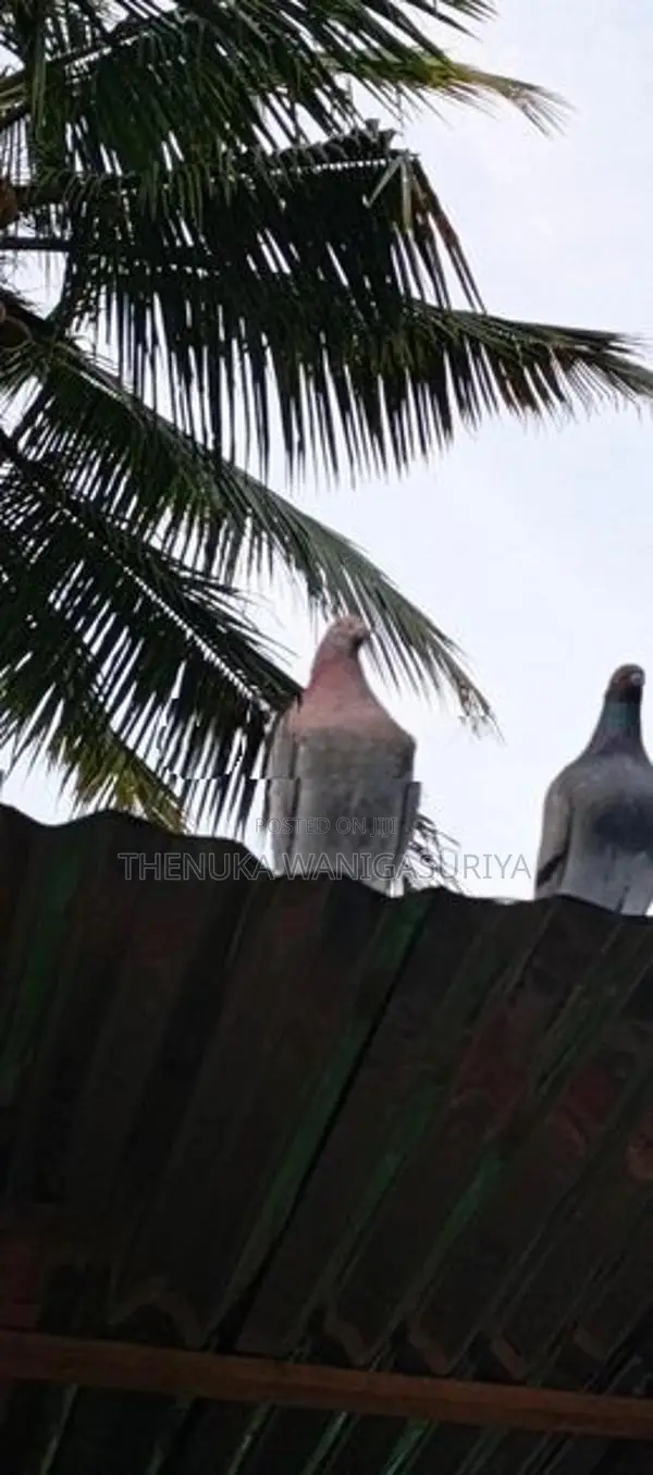 Pigeons