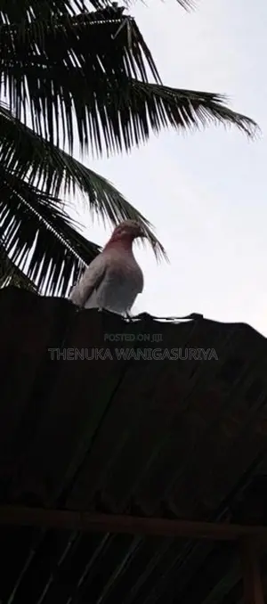 Pigeons