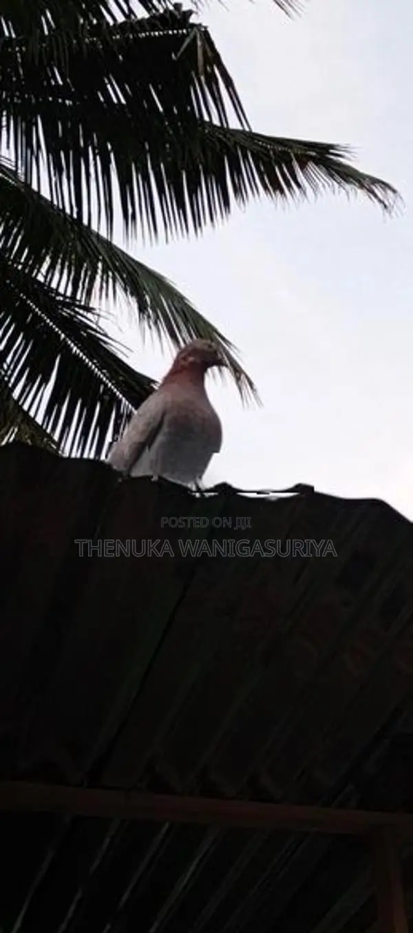 Pigeons