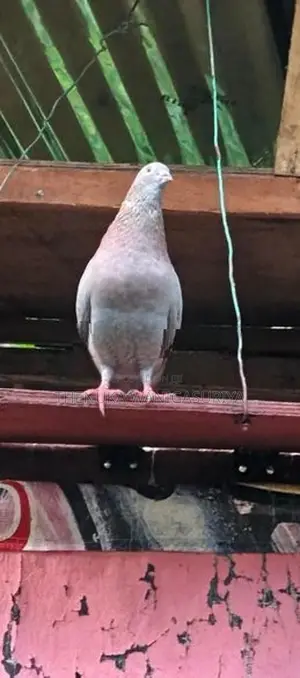 Pigeons