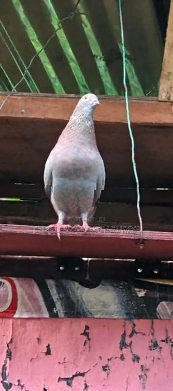 Pigeons