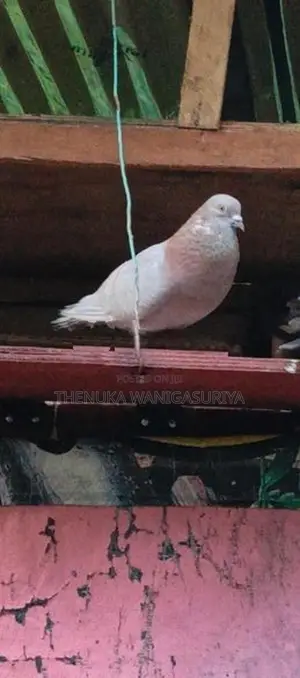 Pigeons