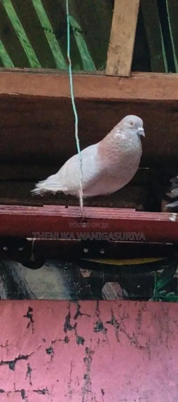 Pigeons