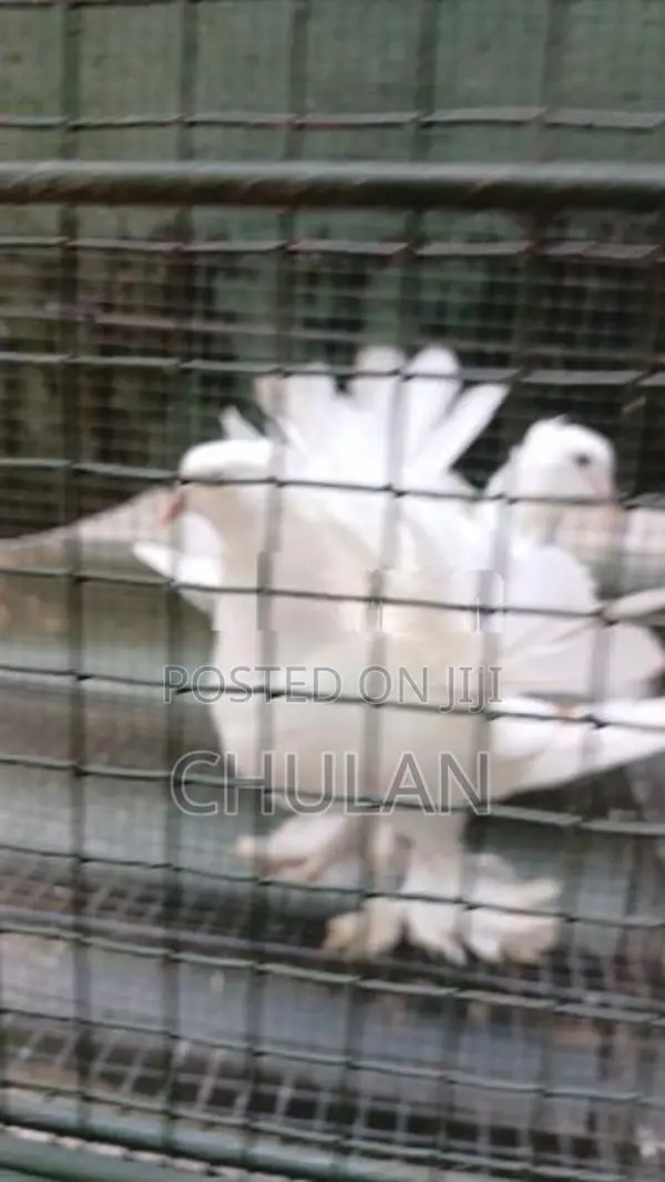 Fantail Pigeons