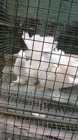 Fantail Pigeons
