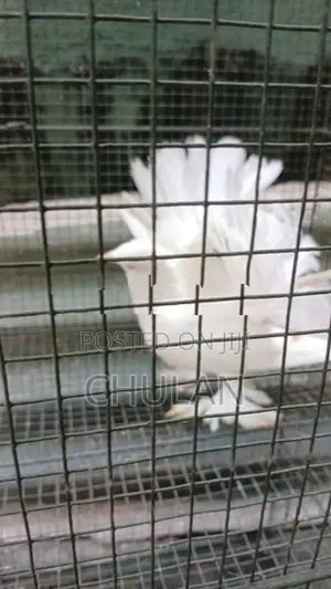 Fantail Pigeons