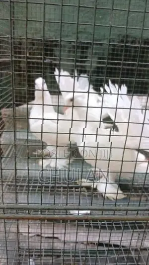 Fantail Pigeons