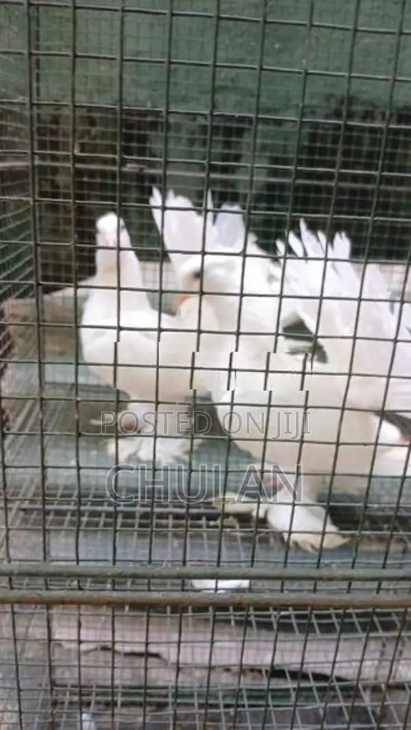 Fantail Pigeons