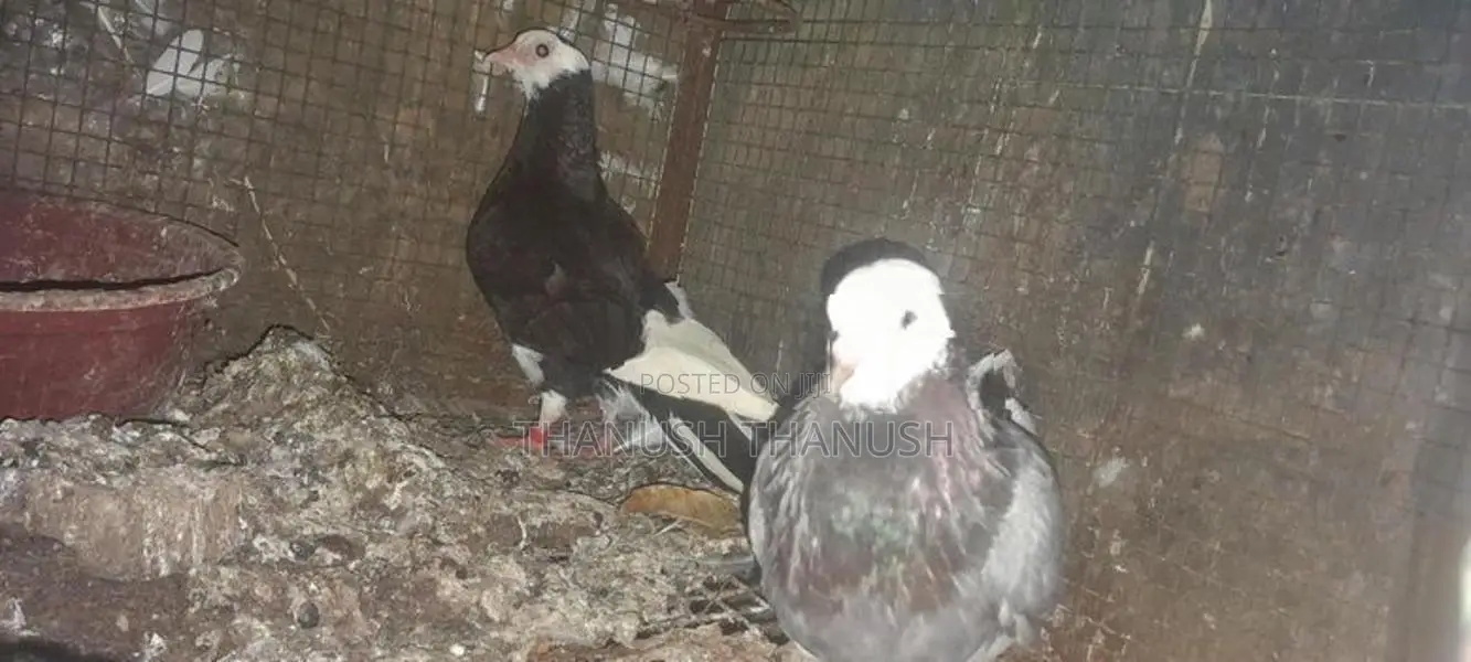 Pigeons