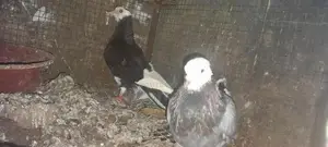 Pigeons