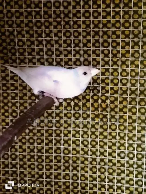 Finches
