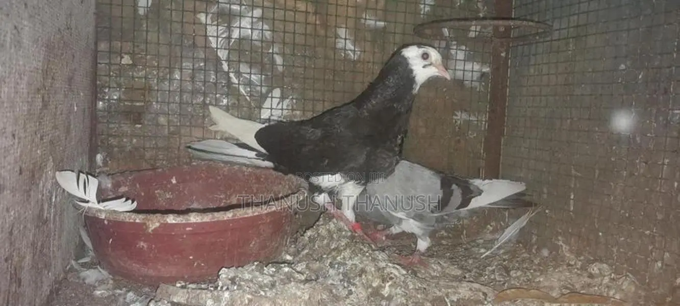 Pigeons