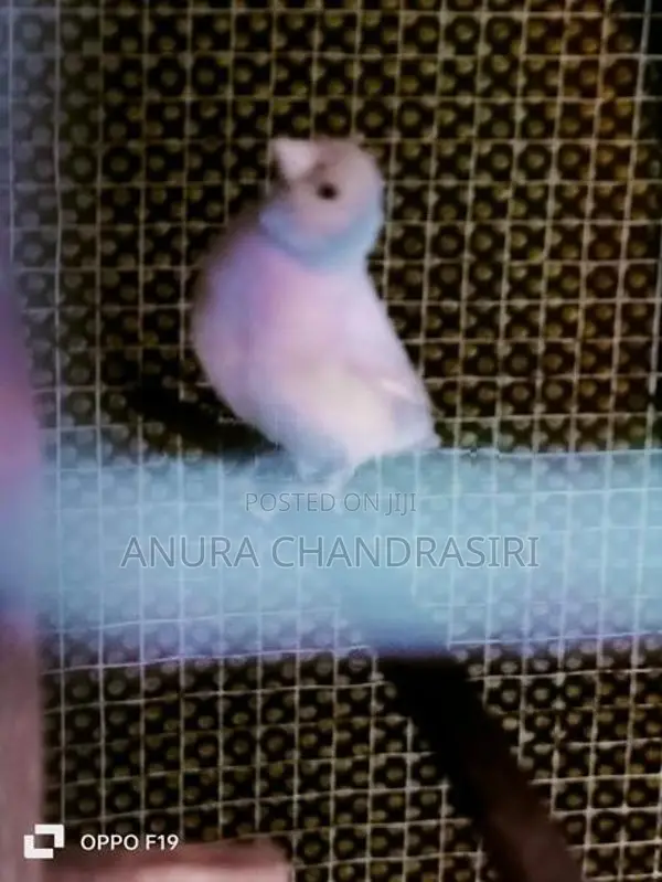 Finches