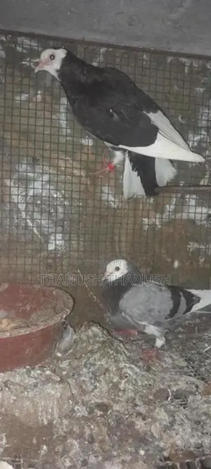 Pigeons
