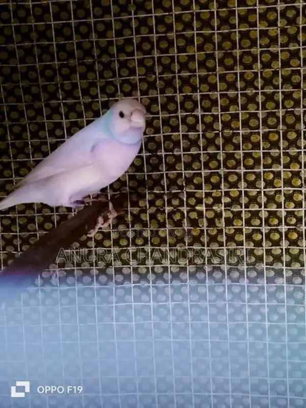 Finches
