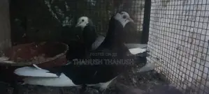 Pigeons
