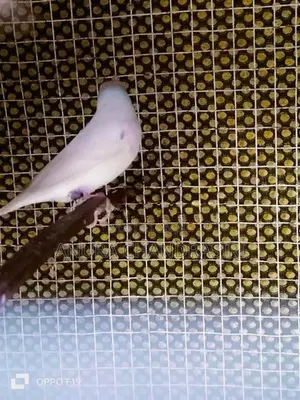 Finches