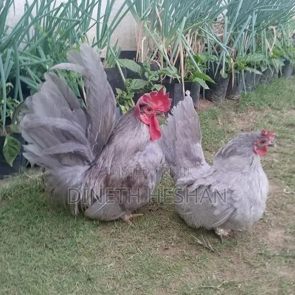 Blue Bantam