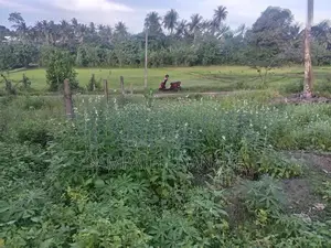 Land for Sale in Kamburugamuwa