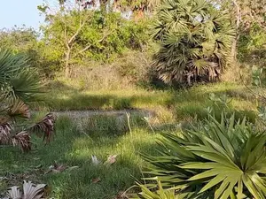 Batticaloa 13.5 Acres Land for Sale