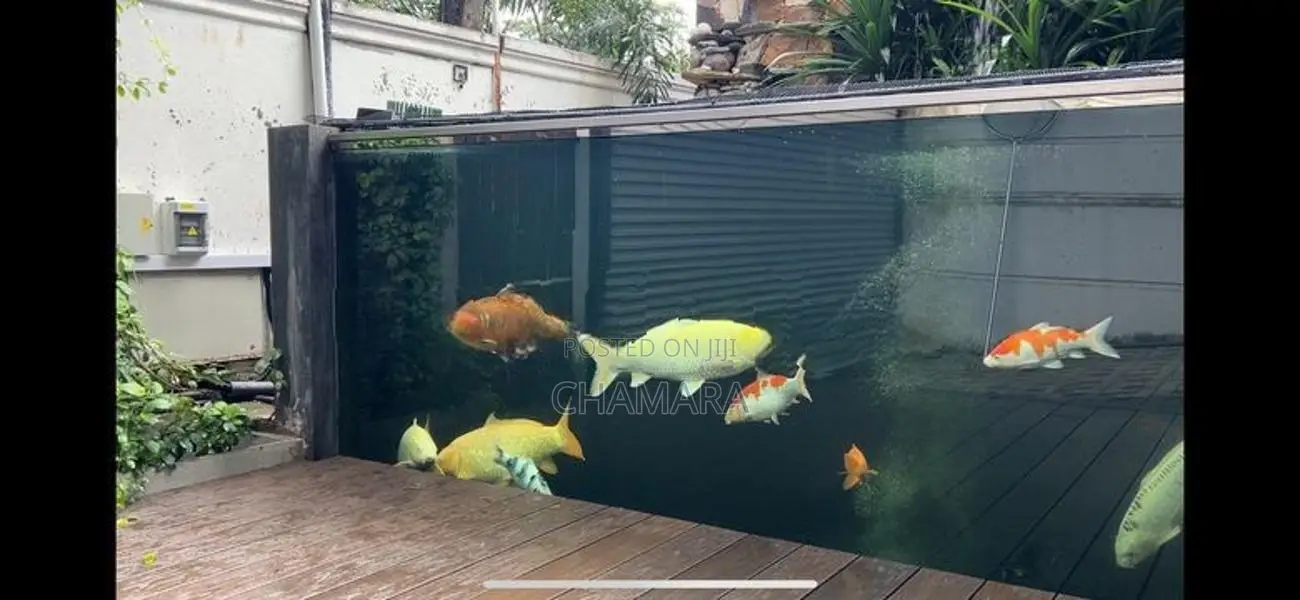 Japan Imported Koi