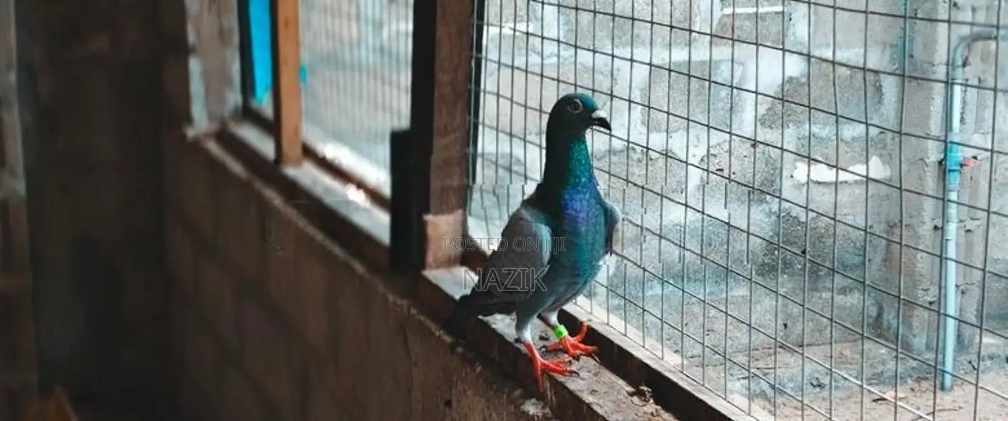 Pegions