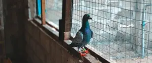Pegions