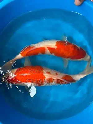 Japan Imported Koi