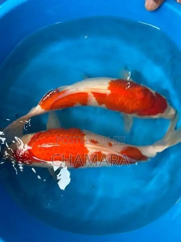 Japan Imported Koi