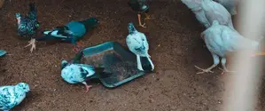 Pegions