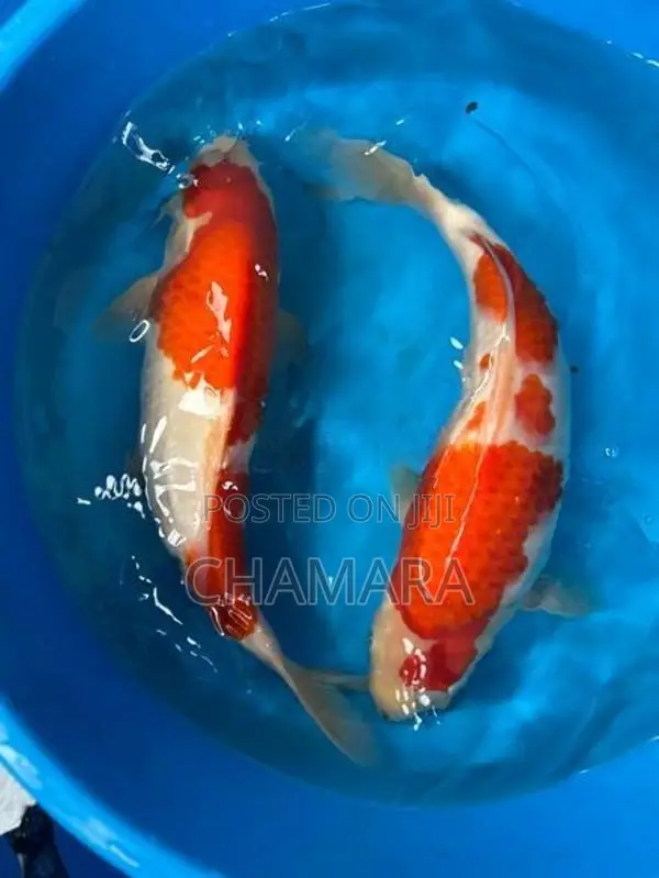 Japan Imported Koi